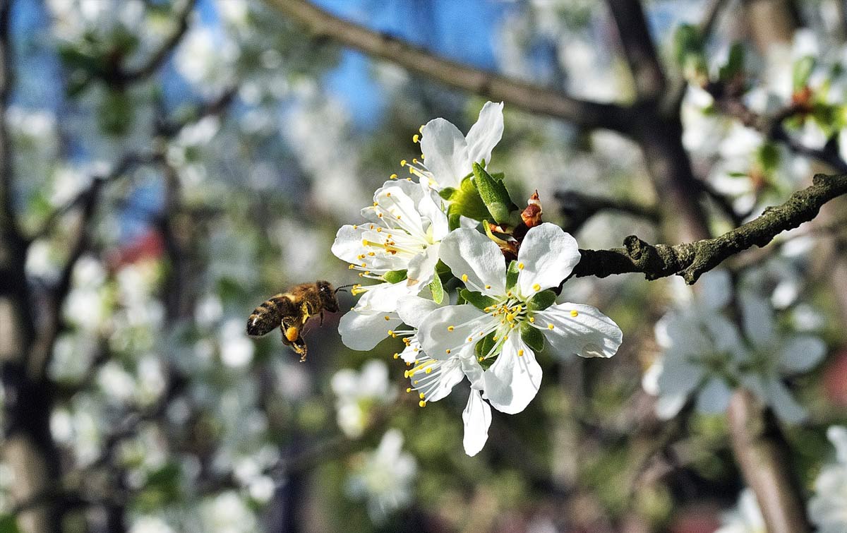 Apfelblüten und Bienen im Wertacher Bio Obstgarten